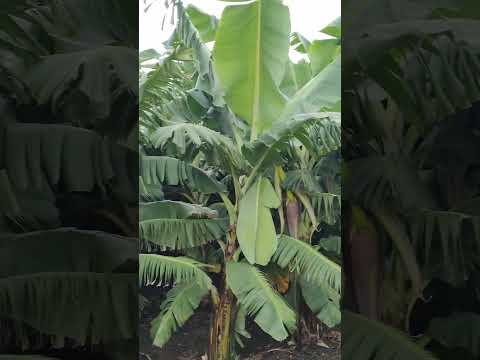 🙏🚩दूर ज्या रानात | केळीच्या वनात...