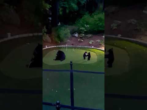 Bear Family Comes Over To <strong>Play</strong> <strong>Golf</strong>