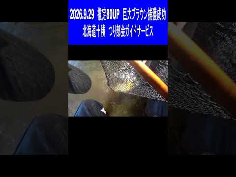 2026.9.29 推定80UP 巨大ブラウントラウトがフライにヒット! トラウト王国北海道十勝の釣り つり部会ガイドサービス #フライフィッシング