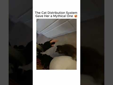 cat distribution system gave her a MYTHICAL cat