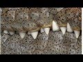Optic Analysis of Crocodile Imagery