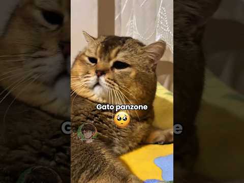 Gatto panzone 🐱 EP. 49