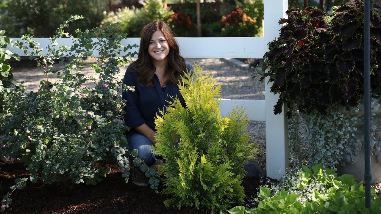 Planting a Fluffy Arborvitae