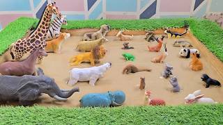 Revealing Tallest Wild Jungle Animals Vs. Smallest Farm Pet Animals on Earth