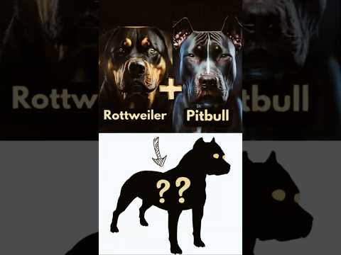 Top five Rottweiler mix breed#shorts #shortsfeed #youtubeshorts #ytshorts #trending #rottweiler