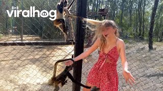 Monkeys Going Bananas 🍌 Funny Monkey Videos || ViralHog