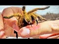 Exploring Arizona's Largest Tarantula