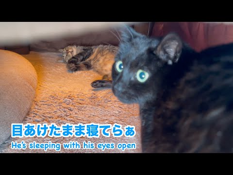 猫だけど狸寝入り　Kuu and the Kotatsu He Loves