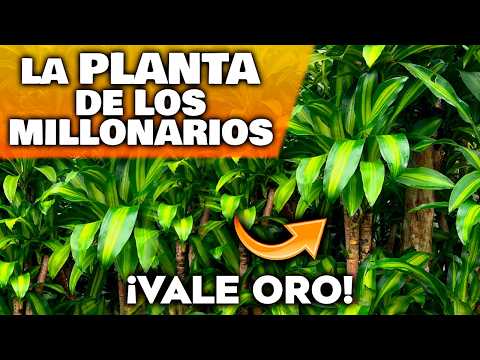 ¡PURO ORO VERDE! Las 3 Plantas de Interior MÁS VALIOSAS para tu Hogar