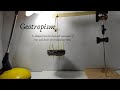 Geotropism and Plant Responses