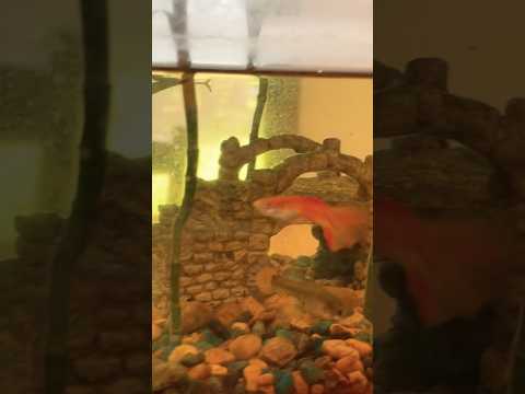 Final look at our Bamboo Aquarium! #aquarium #gupp Here's a playlist of our aquariums, turtles, and fish_ https_//www.youtube.com/watch?v=1z6lsyCZ9Dk&l