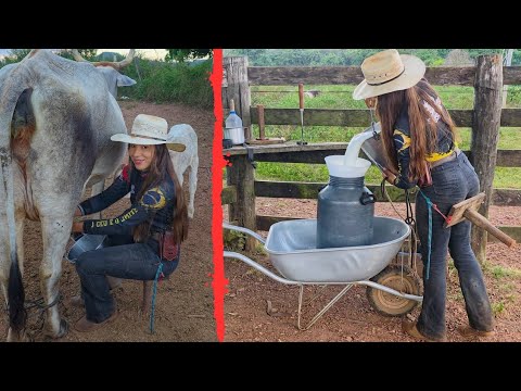 MADRUGAMOS PARA TIRAR O LEITE! De volta a fazenda Xodó
