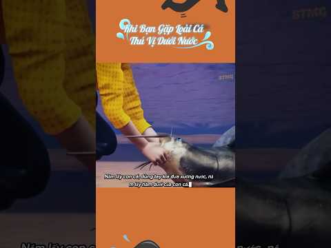 Khi bạn gặp loài cá thú vị #shorts