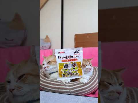 猫の動画サムネイル - 秋田味噌せんべい　250802　#のせ猫　 #cat #ねこ #cute　 #ネコ　 #猫のいる暮らし　 #kitten　 #猫のいる生活