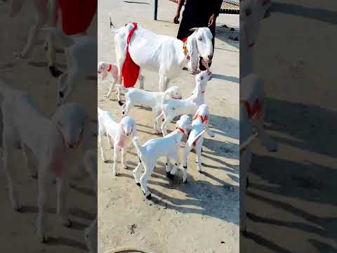 #6 #bacchon #wali #desi #bakrid