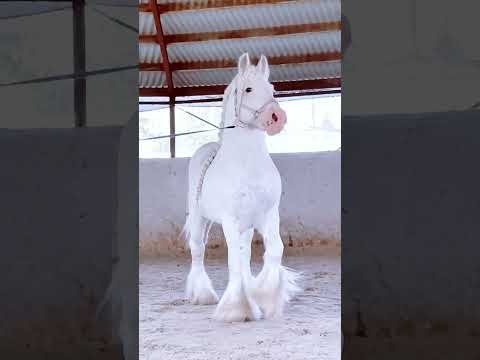 #heavyhorsescan?/CREDITS: @ArinaLibontova ||  #horse #shorts  #edit