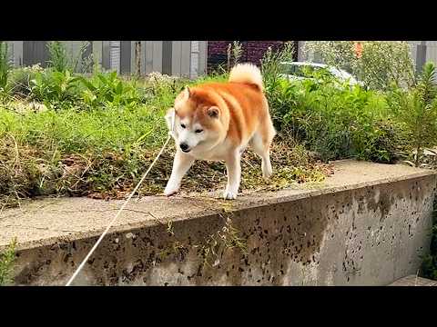 道をふさぐ計算外の草に愕然とし、しばらく段差をうろちょろする柴犬