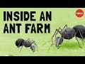 Leafcutter Ants and Their Ecosystem