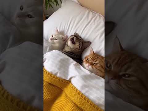 정말 너무하네! - 화난 고양이 #cat #cats #catshorts #냥춘기 #funny #캣맨tv #cute #크림냥 #animals #고양이 #고양이영상 #고양이일상