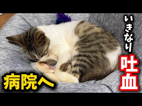 猫の動画サムネイル - 山に捨てられた猫が突然口から血を吐きました