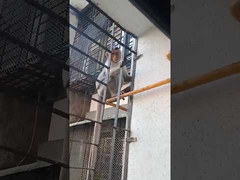 😱😱He🐒 is so Cute🙏#shorts#ytshorts#youtubeshorts#viral#reels#shortsfeed#explore