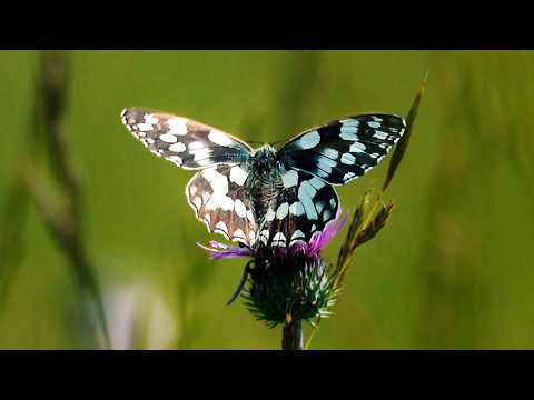 The Magic of Butterflies