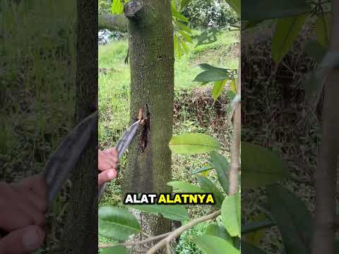 Racikannya ada di aa kadu ya