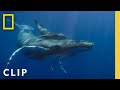 Humpback Whale Behavior and Challenges