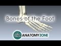 Tarsal Bones and Metatarsals