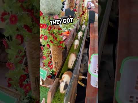 A man tries to bury these guinea pigs. They get an amazing life instead! 🥹 ❤️ #shorts
