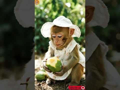 “The Little Monkey Who Loves Mangoes” 🐒🥭