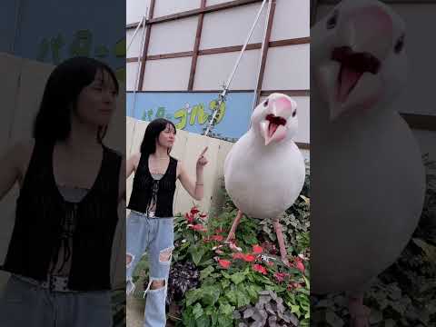 【踊ってみた】大威嚇デカ文鳥の隣で踊っておきました #ムリムリ進化論  anime #ナナヲアカリ #わたなれ #わたなれアニメ