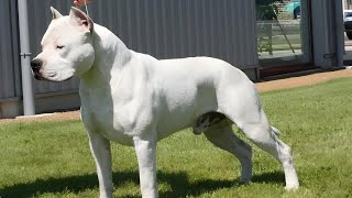 How to know if you have a REAL American Staffordshire Terrier!