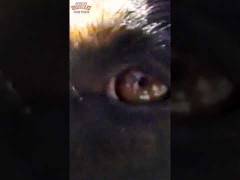 This Dog's Vet Appointment Is Peak Comedy #funnydog #vet #AFV