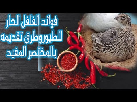 فوائد الفلفل الحار لطائر السمان.