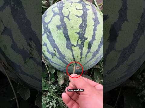 Interesting Science Trick With Watermelon 🍉