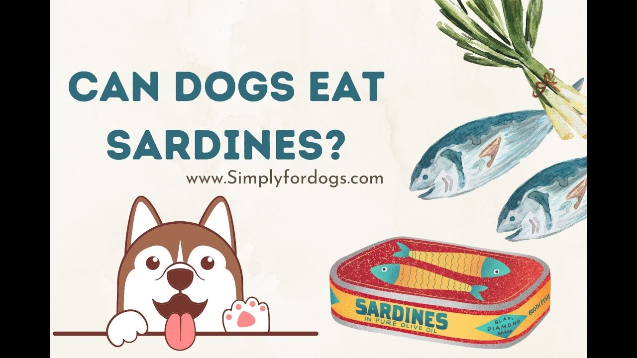Can Dogs Eat Sardines In Water