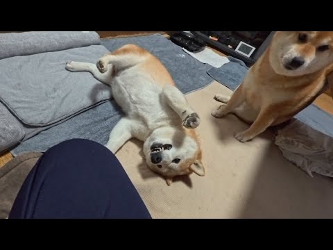 モモさんとの戦い