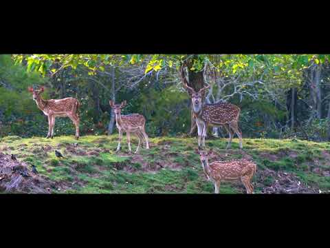 Similipal National Park, Travel soon to Odisha By Road