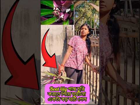 Boat lily গাছ চুরি করতে গিয়ে সাপ দেখে তো প্রায় অজ্ঞান হয়ে যাচ্ছিলাম 😭🌿.. #gardening #shorts