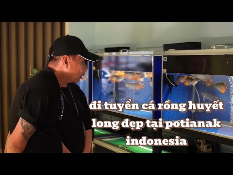 Đi tuyển cá rồng huyết long đẹp tại Pontianak - Indonesia