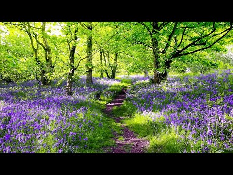 Beautiful Relaxing Music - Stop Overthinking, Soothing Music For Nerves, Calm Music, Relaxation