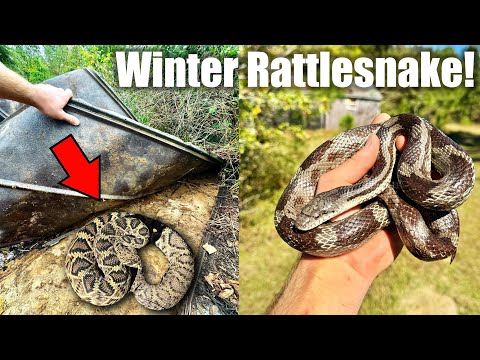 Can we Flip a Diamondback Rattlesnake in the Winter?!