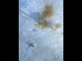 Giant Protozoans and Their Discoveries