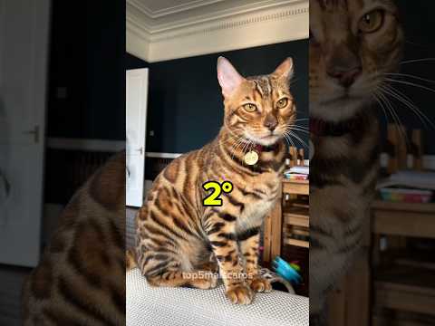 Os 5 gatos mais bonitos do mundo #curiosidades