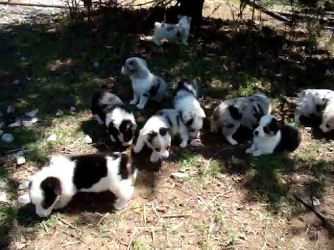Augie Dogs For Sale 07 2021 - tibetan mastiff farm world roblox