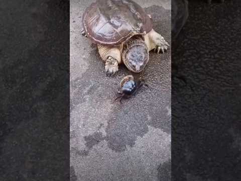 The snapping Turtle. Read Description for details. #science #facts #nature #animals #turtle .