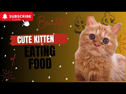 Adorable Cat Eats with the Cutest Expressions! 😻 Watch Her Sweet Moments!