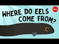 Understanding Eels: A Fascinating Journey