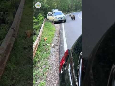 A Mother Bear Attacks Tourists in Romania 😱 #viral #bear #wildlife #animals #shorts #oso #animales